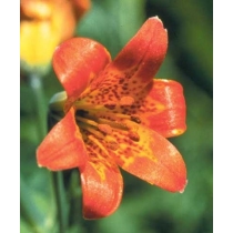 Alpine Lily — sierra tijgerlelie