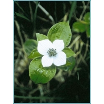 BUNCHBERRY