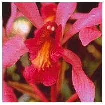 HIGHER-SELF ORCHID