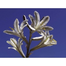 Desert Lily (Range of Light)