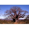 Platbos essences d'arbres africains